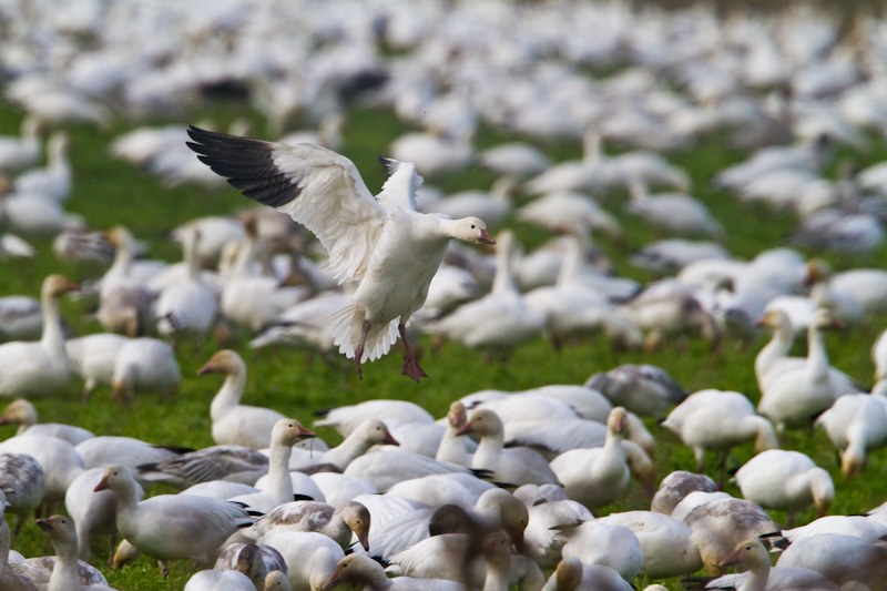 Snow Goose Landing In Field